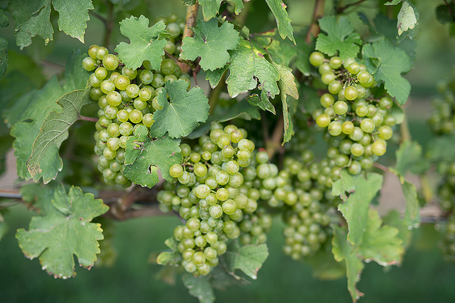 a photo of white grapes